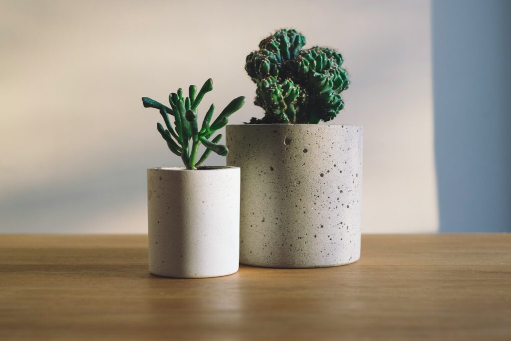 Pflanzen-plants-symbolbild